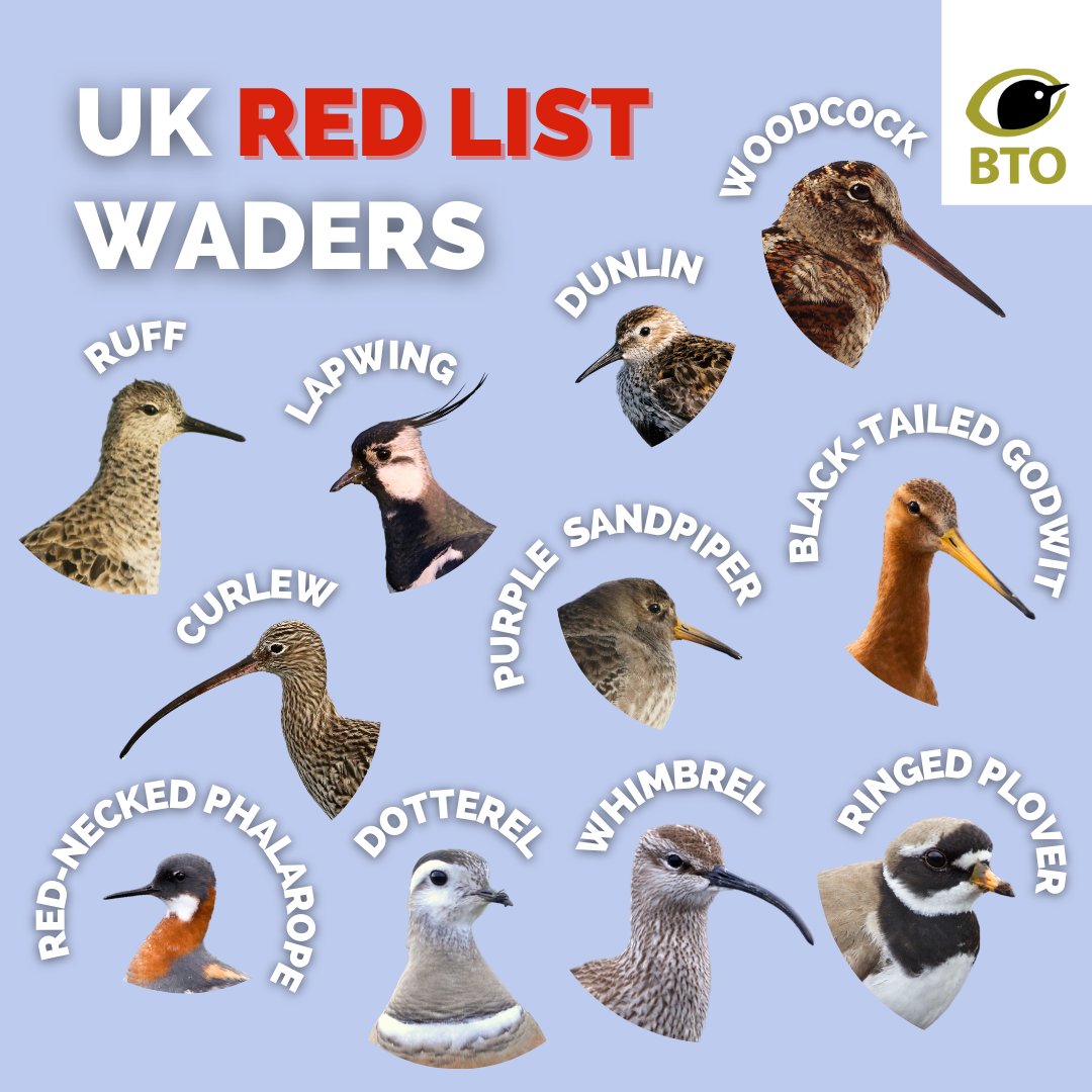 BBC Springwatch on Twitter "RT _BTO 11 species of waders are now