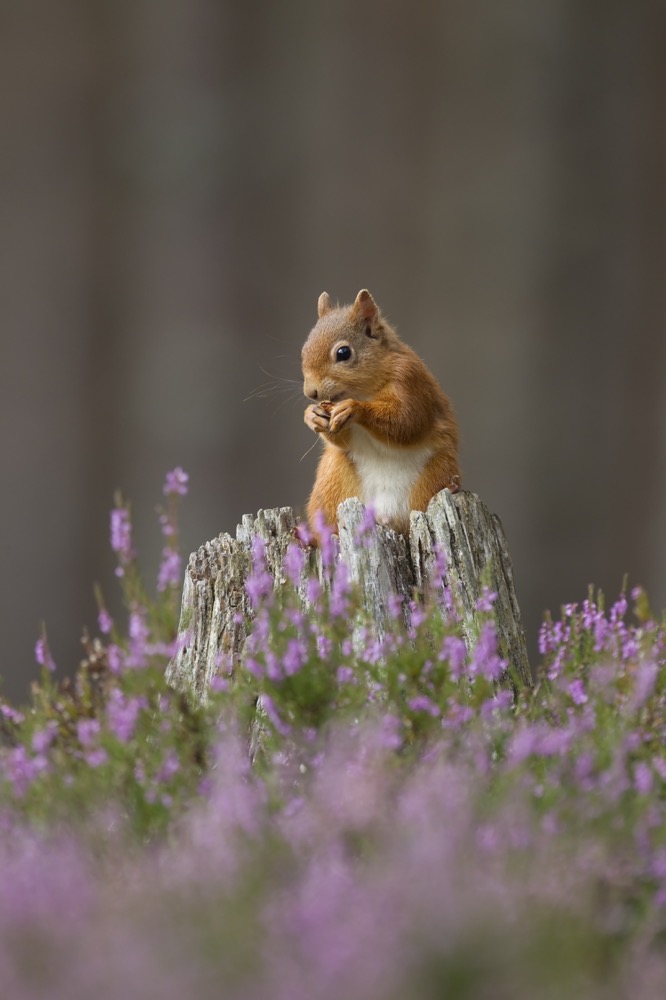 Beautiful #RedSquirrels on #Winterwatch @BBCSpringwatch! PTES is working with @treesforlifeuk to reintroduce red squirrels to two key regions in the Scottish Highlands. We're proud to be funding the third and final stage of the project! 

👉ptes.org/grants/uk-mamm…

📸Peter Cairn