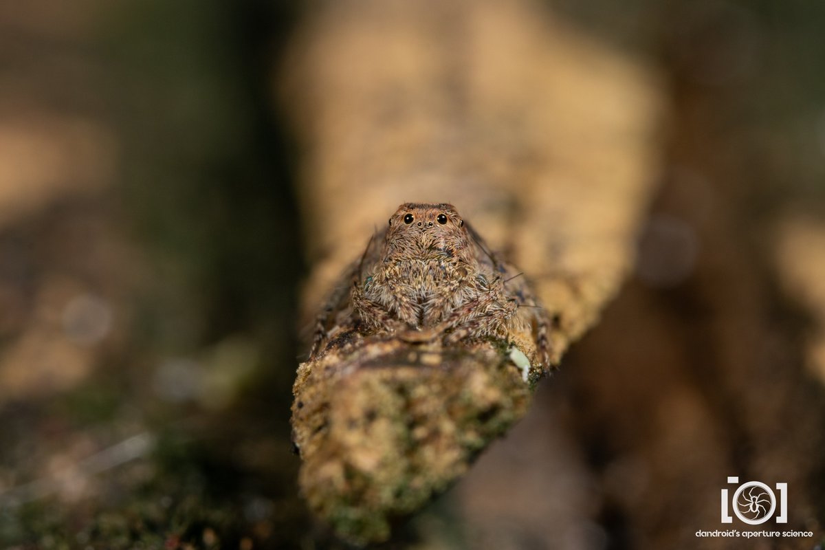 Dandroid's Aperture Science 💛🤍💜🖤🕷️🐜 tweet media