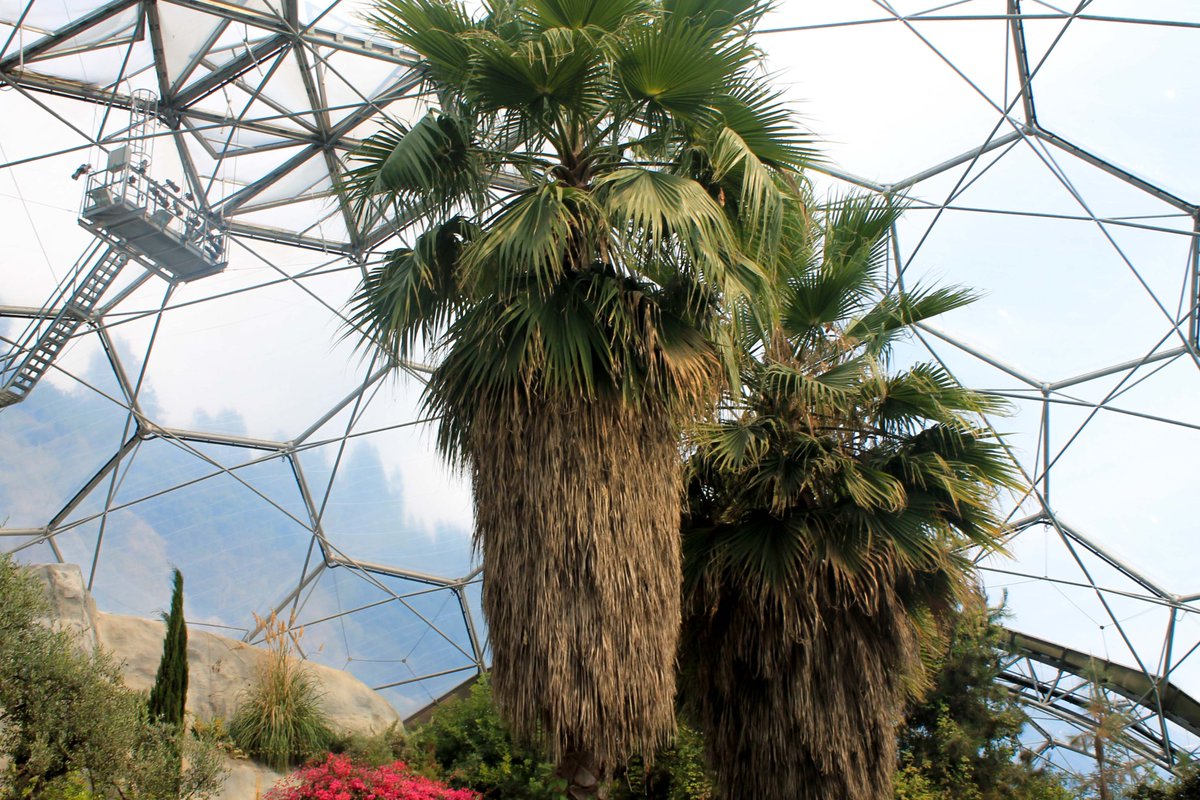 PhotoTjv's tweet photo. European Fan Palms
(@edenproject, Cornwall, August 2013)
#photography #plantphotography #horticulture #trees #palmtrees #palm #fanpalm #europeanfanpalm #plants #biome #botanicalgarden #EdenProject #EdenProjectCornwall #Cornwall https://t.co/fSZG8B561s