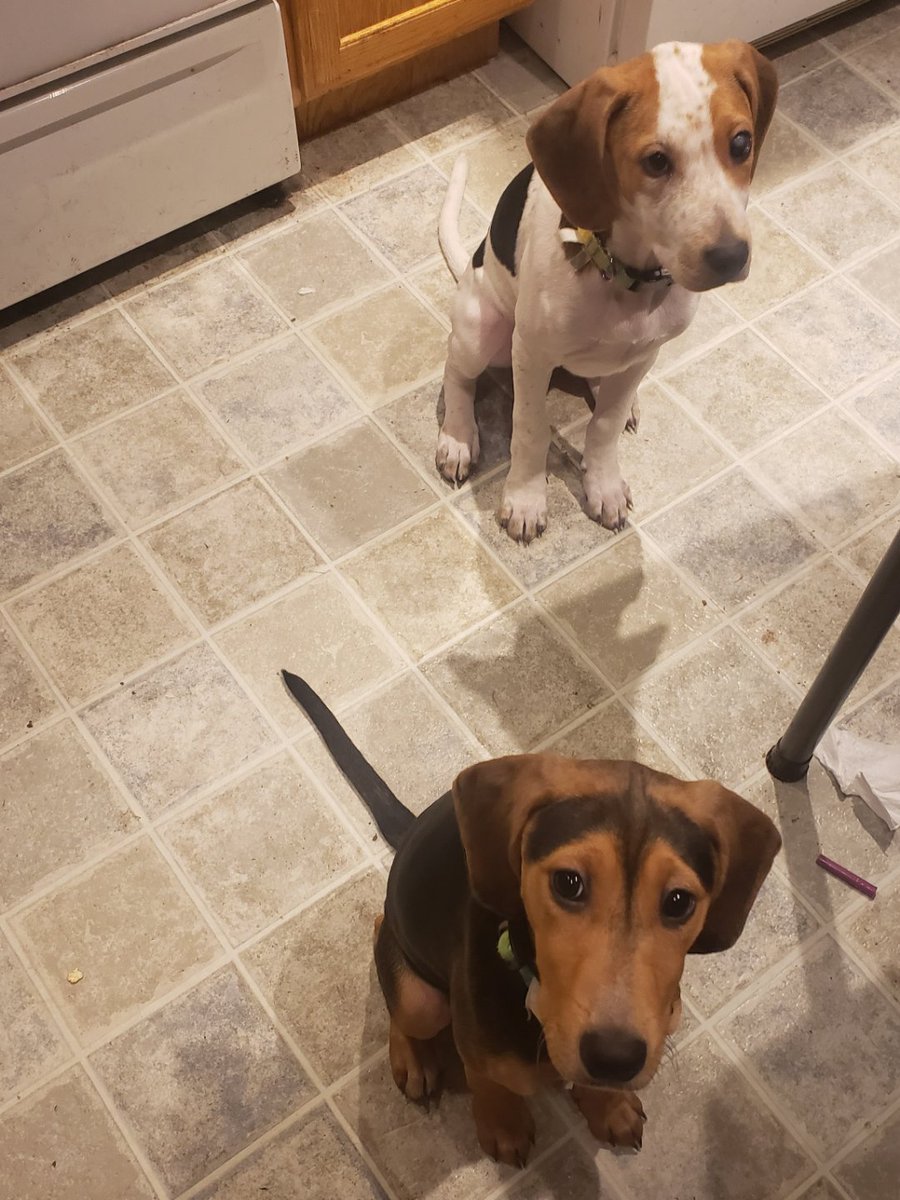 HourlyAwww's tweet photo. You'd never know they are sisters but they are.
#animals #dog #cat #aww #cute #cats #dogs #pets #love #puppy https://t.co/sq9O1Xp8eJ
