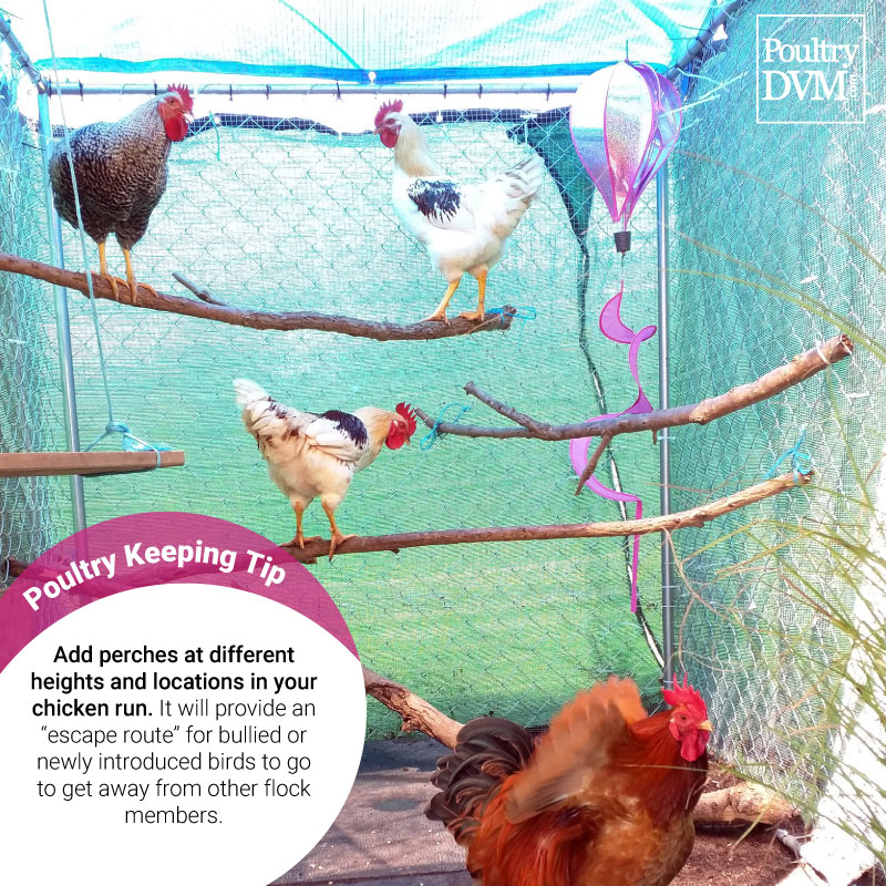 PoultryDVM's tweet image. #chickens #poultry #eggs