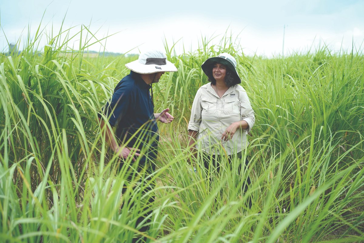 CABBIbio's tweet photo. A #CABBI team has demonstrated the first precision gene editing in the bioenergy crop #miscanthus!

The work will accelerate efforts to tap the potential of this highly productive, complex perennial grass for sustainable biofuels &amp; bioproducts.🌾

News ➡️ https://t.co/8ODc3zuwRi https://t.co/tGcYh1xkrd