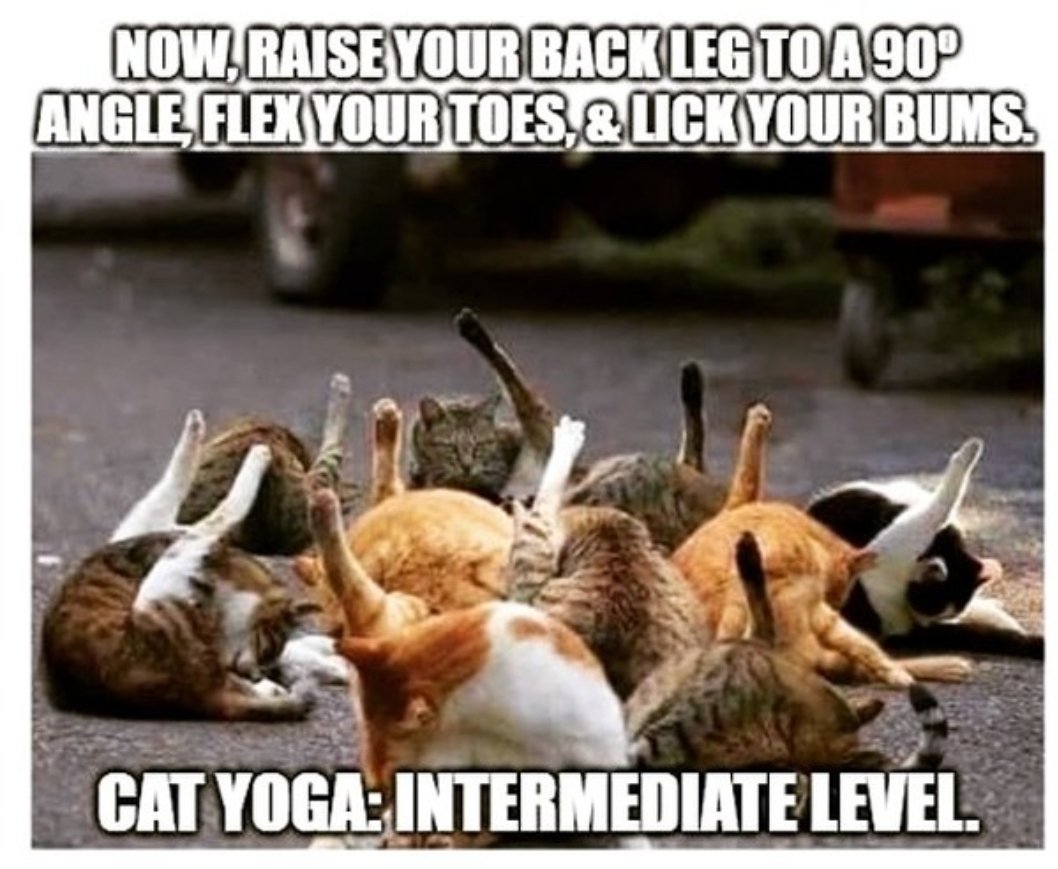 Ommmm (= purrrrrrrrr) #yogamemes #yogameme #yoga #spinalhealth #yogaeverydamnday #namasteAF #namaste_af #Namaste_AF #cat #catyoga #catsyoga #yogacat #yogaeverydamnday #spinehealth #flexibility #yogaandalucia #yogaespaña #yogastudio #CatsofTwittter