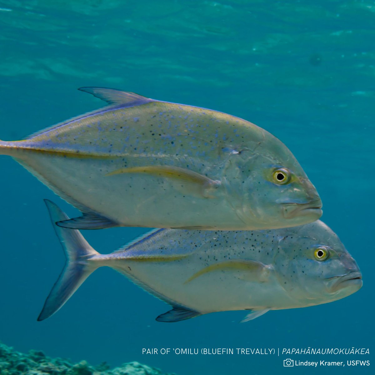 PRIcoalition's tweet photo. When abundant ocean ecosystems are protected, it creates “spillover”—a phenomenon that benefits the fishing industry. Rick Gaffney, former #WESPAC council member, has see it work in #Papahanaumokuakea. Read more via @staradvertiser👉https://t.co/jp2uLG1rsV #papahanaumokuakea https://t.co/aN8HrRsy1m