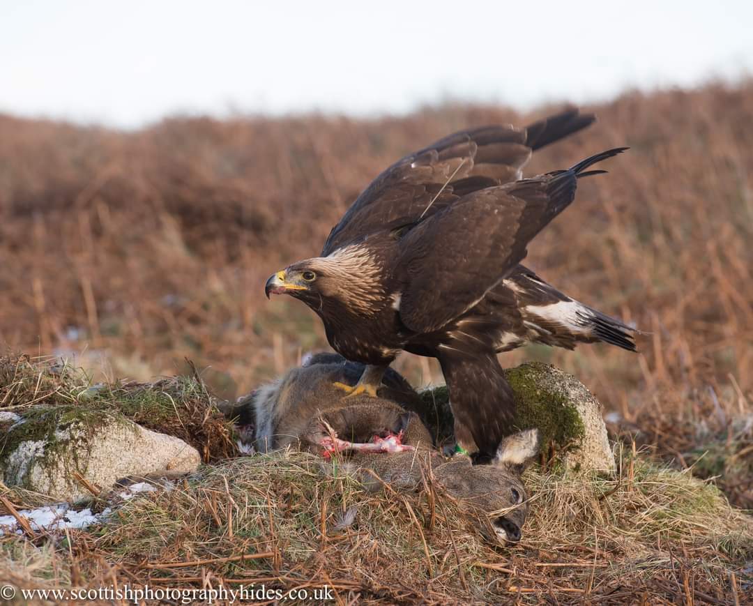 1st photo of the Golden Eagle today in Galloway.