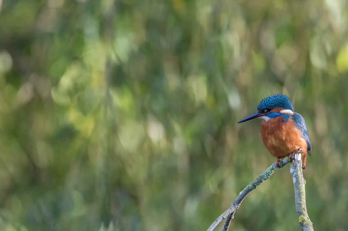 pdrphotography's tweet photo. Great seeing #Winterwatch in Edinburgh. A chance to repost some of my photos from around the Water of Leith and the Botanic Gardens. @BBCSpringwatch https://t.co/2QvtY2yVBa