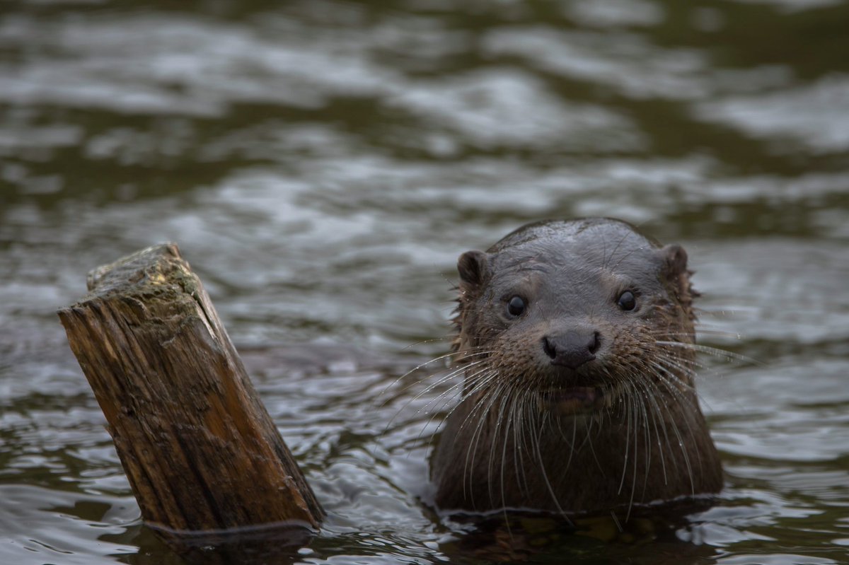 pdrphotography's tweet photo. Great seeing #Winterwatch in Edinburgh. A chance to repost some of my photos from around the Water of Leith and the Botanic Gardens. @BBCSpringwatch https://t.co/2QvtY2yVBa