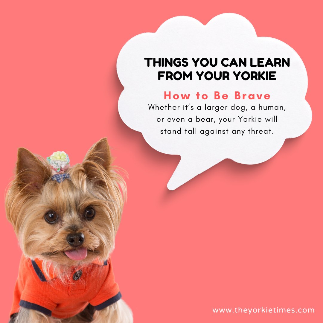 TheYorkieTimes's tweet image. What can you learn from Yorkies? Small in stature but large in personality, Yorkies have a lot to teach their human companions. #ilovemydog #pooch