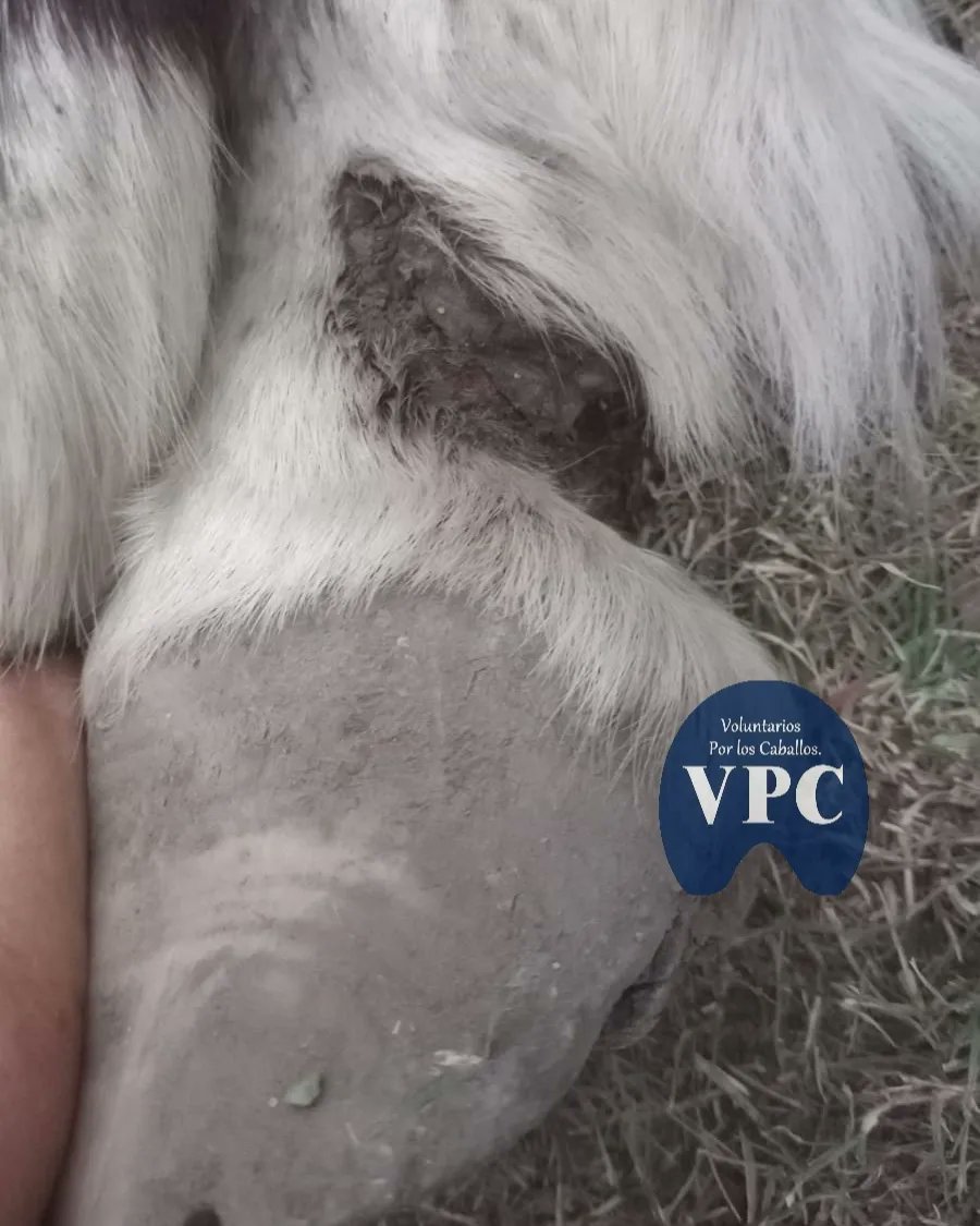 Voluntarioscab's tweet image. Te compartimos las fotos de todas las lesiones de #MORENO.
Lamentamos los cientos de caballos que seguirán cayendo con una muerte agoníca por maltrato, o serán faenados en MORENO el #morenomunicipioconelmayorindicedefemicidios .
#Segui el hilo