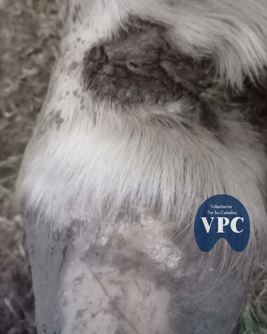 Voluntarioscab's tweet image. Te compartimos las fotos de todas las lesiones de #MORENO.
Lamentamos los cientos de caballos que seguirán cayendo con una muerte agoníca por maltrato, o serán faenados en MORENO el #morenomunicipioconelmayorindicedefemicidios .
#Segui el hilo