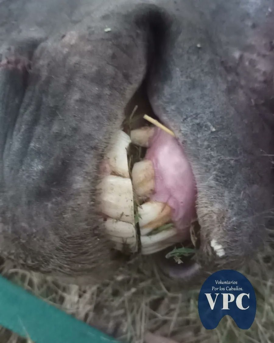 Voluntarioscab's tweet image. Te compartimos las fotos de todas las lesiones de #MORENO.
Lamentamos los cientos de caballos que seguirán cayendo con una muerte agoníca por maltrato, o serán faenados en MORENO el #morenomunicipioconelmayorindicedefemicidios .
#Segui el hilo