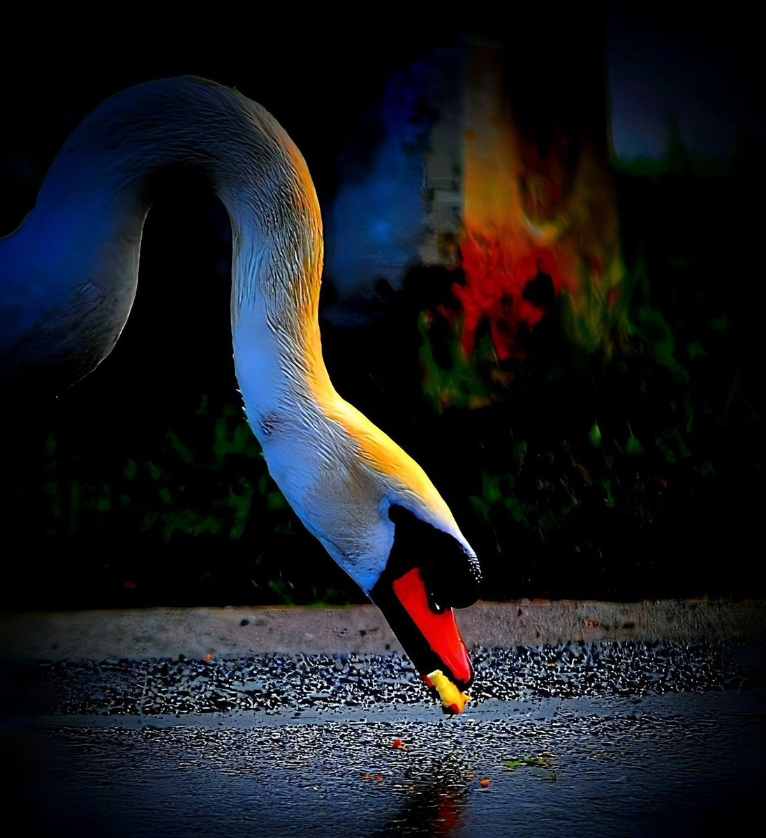 ruben_corella's tweet image. #aves #redpeak #ave #avesdflmundo #peaceful #relax #bella #belle #belledenuit #animals #lovers #animallover #fauna #lagoon #lake #whitefeathers #wonders #sevenwonders #world #earth #CuidaElAmbiente #environnement #MedioAmbiente #ecology #climate #colores #dusk