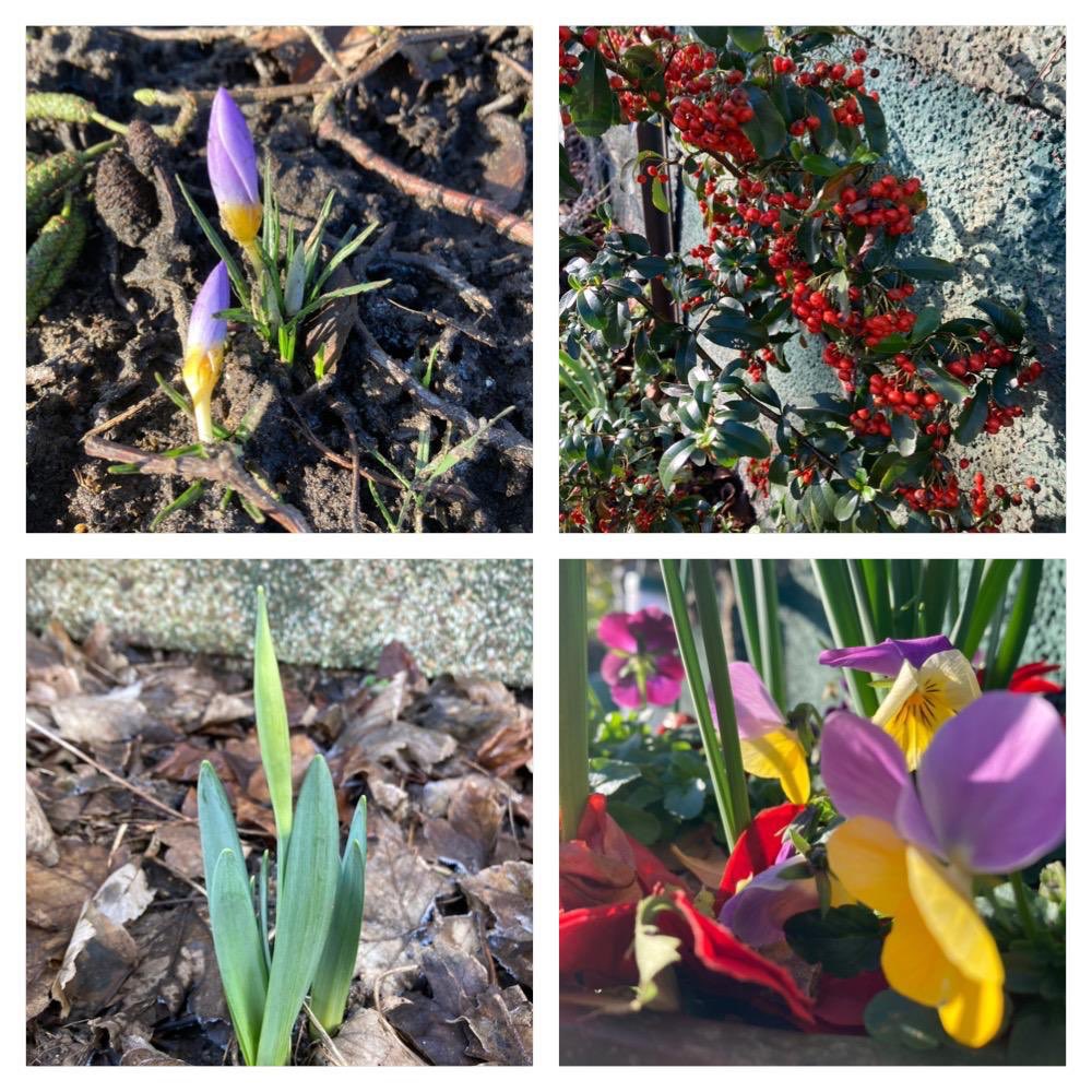 dartnell_park's tweet photo. Winter flowers 💐 ❄️ https://t.co/F0JFUEuYIp