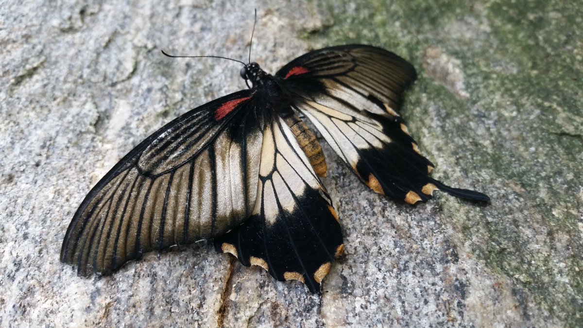 UteSchmid's tweet photo. @clicks1222 I couldn't resist sending you a second post on the #butterflyphotographs "theme". These were taken at the #butterfly museum in #NiagaraON, Canada. #Snowflakelady #ResidentialTourist https://t.co/n3GUycpGP4