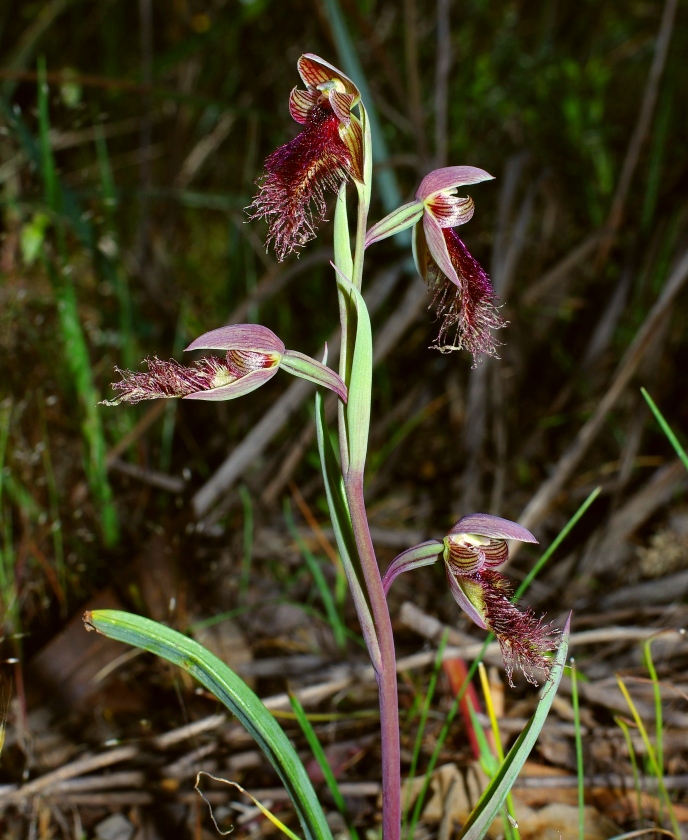 KubinRonnie's tweet photo. Calochilus robertsonii, Purple Beard Orchid
Is a species of orchid native to Australia and New Zealand. It has a single dark green leaf and up to nine green to brown flowers with reddish or purplish stripes #orchids #flowers #calochilus #plants #orquideas #gardening #flores ๐ฑ๐ท https://t.co/PtpRMp02kj