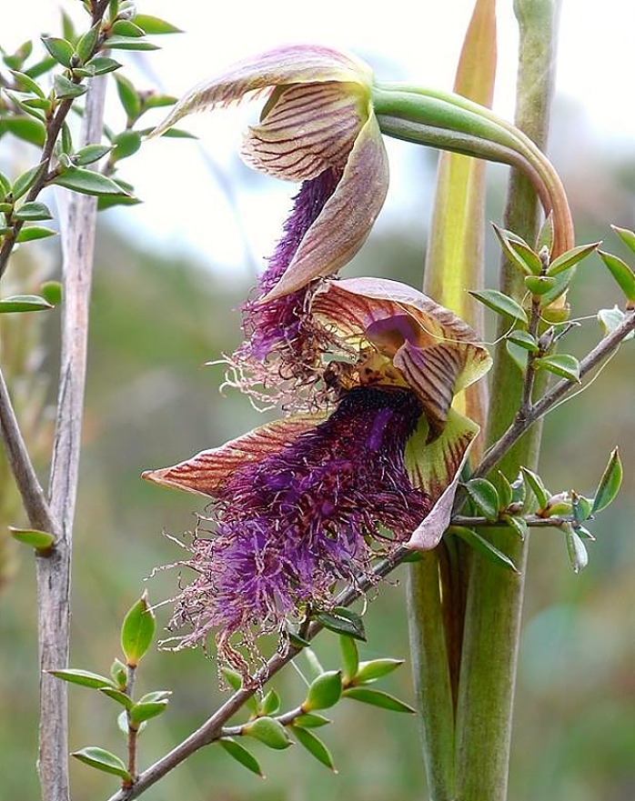 KubinRonnie's tweet photo. Calochilus robertsonii, Purple Beard Orchid
Is a species of orchid native to Australia and New Zealand. It has a single dark green leaf and up to nine green to brown flowers with reddish or purplish stripes #orchids #flowers #calochilus #plants #orquideas #gardening #flores ๐ฑ๐ท https://t.co/PyypLBBUCq