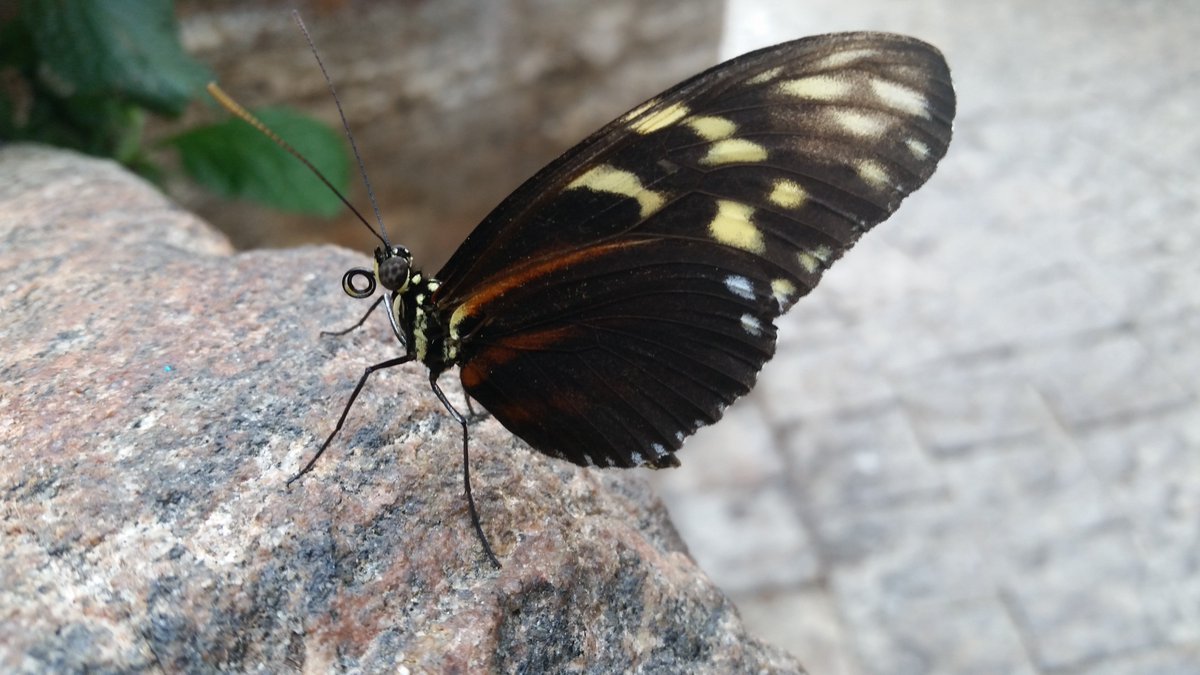 UteSchmid's tweet photo. @clicks1222 I couldn't resist sending you a second post on the #butterflyphotographs "theme". These were taken at the #butterfly museum in #NiagaraON, Canada. #Snowflakelady #ResidentialTourist https://t.co/n3GUycpGP4