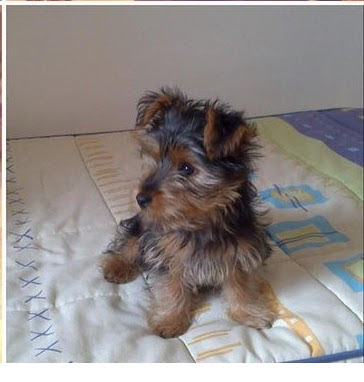decostyle_22's tweet photo. el pequeño gran isco , 🐶😍 https://t.co/mU7UUG154E