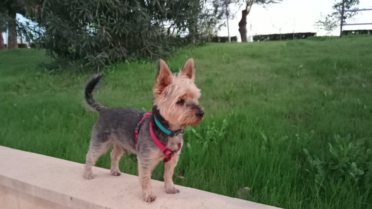 decostyle_22's tweet photo. el pequeño gran isco , 🐶😍 https://t.co/mU7UUG154E