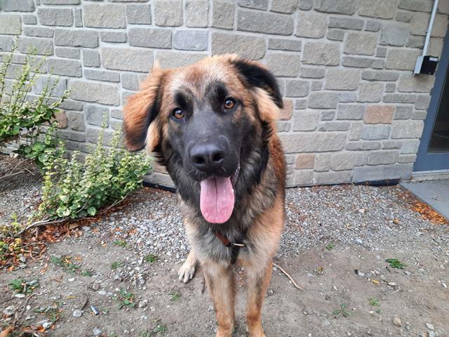 cityoftoronto's tweet photo. Starting today until Jan 31, Toronto Animal Services will be reducing adoption fees for dogs to $25. Many of the dogs available for adoption have been at the shelter for a very long time and have been so often overlooked. https://t.co/re4a5jAwXp