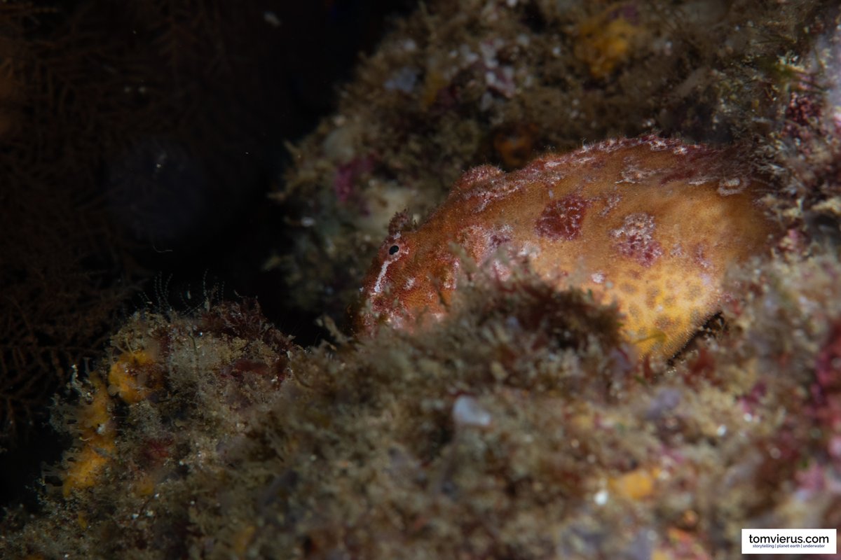 TomVierus's tweet photo. Question for the #fish nerds on Twitter:
Can someone identify this #frogish and #parrotfish? Both were photographed in the #Galapagos Islands, but I couldn't identify them via @inaturalist.
#teamfish #fishidentification https://t.co/dxb3yu54W1
