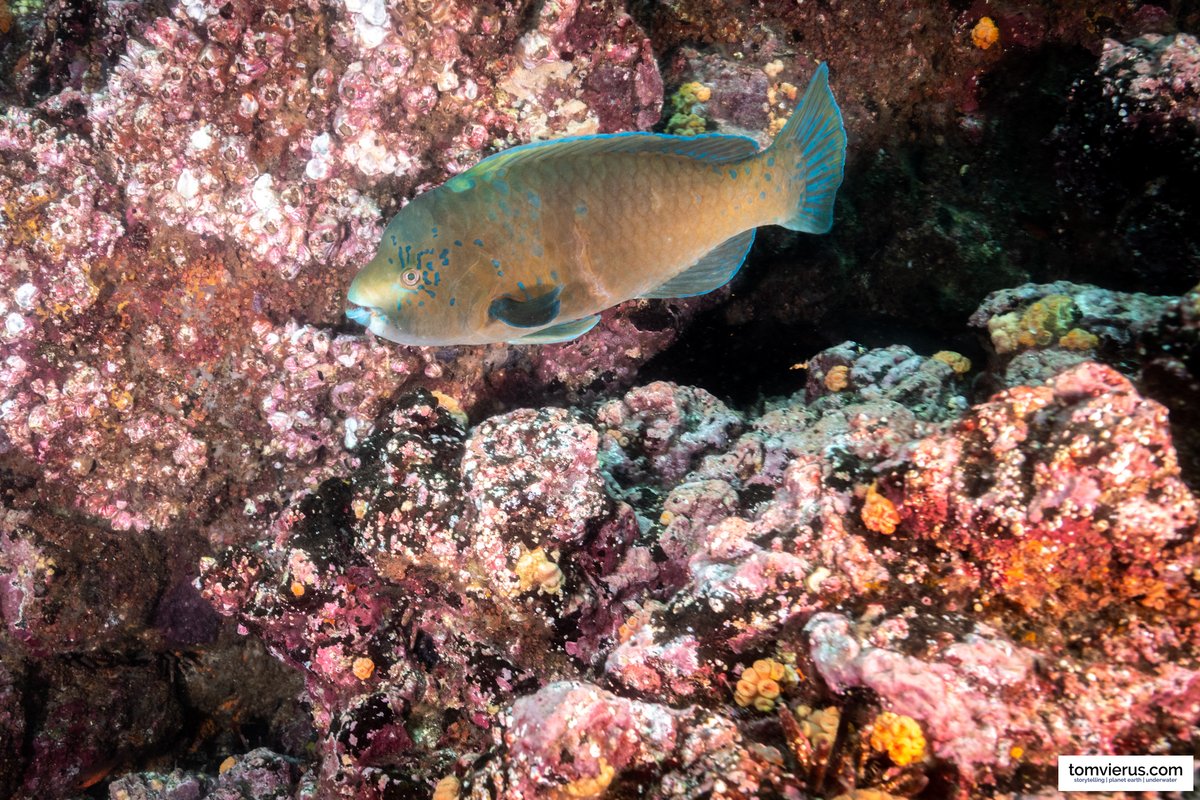 TomVierus's tweet photo. Question for the #fish nerds on Twitter:
Can someone identify this #frogish and #parrotfish? Both were photographed in the #Galapagos Islands, but I couldn't identify them via @inaturalist.
#teamfish #fishidentification https://t.co/dxb3yu54W1