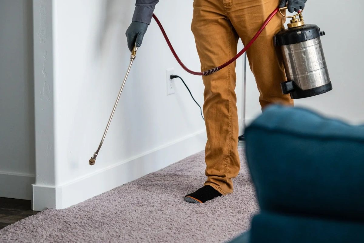 Gmanpestcontrol's tweet image. Since we have over two decades of experience in the field and use effective, eco-friendly products, no insect will be showing its mandibles around your home after our treatments! #GManExterminating #GManPestControl #exterminators #PestControl #EcoFriendly