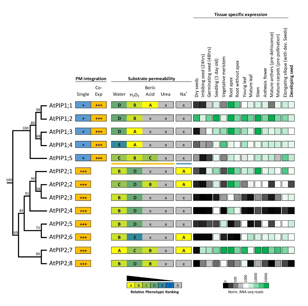 AM_DeRosa's tweet photo. Using high-throughput yeast assays to investigate #aquaporin solute transport! 
Our recent paper https://t.co/nMFv3DzCOo in @FrontPlantSci profiling the Arabidopsis PIP aquaporin sub-family
@BiologyANU @scienceANU @asps_ozplants 
@BotanicGeek @Sam_McGaughey @JiaenQ @TurboPlants https://t.co/pnGJ23E4R3