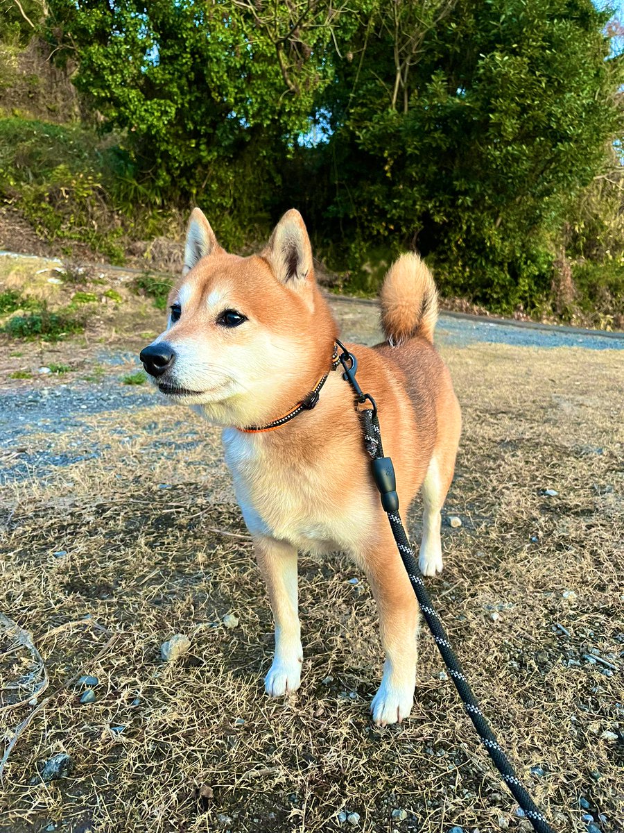 #柴犬 #犬 #愛犬 #dogs

今日も元気✨ https://t.co/sqAEdy6zgQ