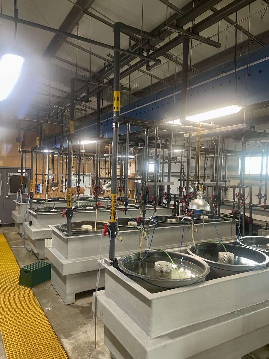 CCA_Texas's tweet image. PHOTOS: A behind-the-scenes look at the incubators containing flounder larvae inside the flounder building at Sea Center Texas.

CCA Texas is immensely proud to have funded $325,000 to start the design, construction, and some equipment purchases being used in the building.