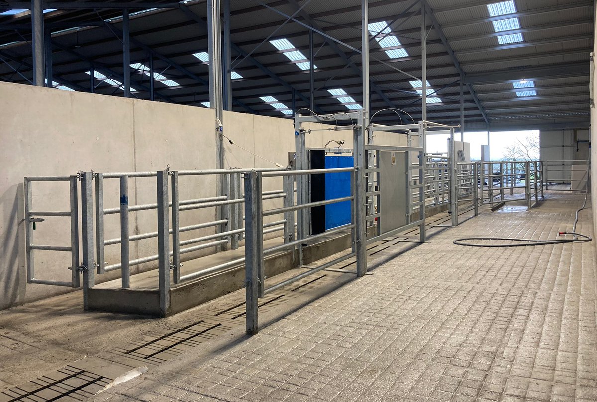 Fist week of milking put down in the new @dairymaster parlour.  Delighted with the move so far. Thanks to Dan Connolly and the lads for the installation