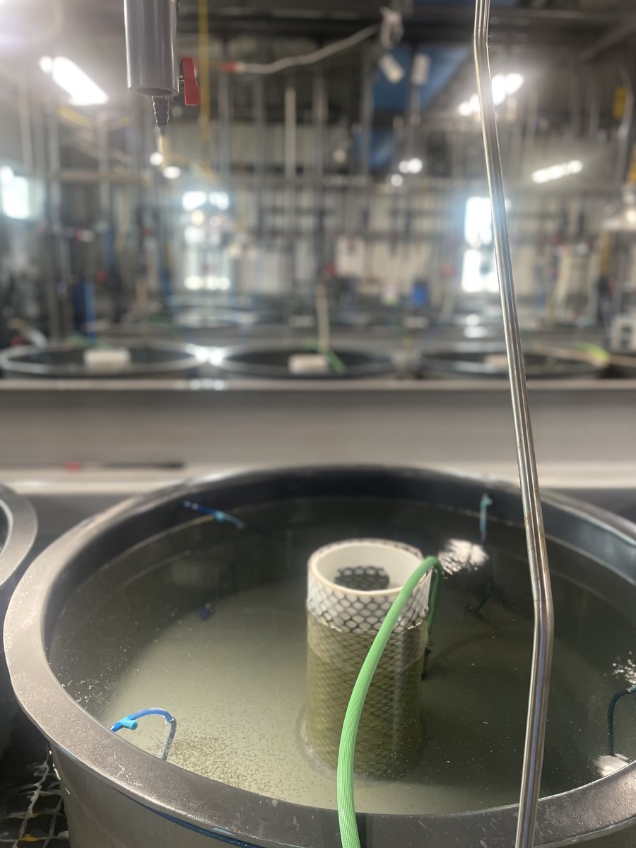 CCA_Texas's tweet image. PHOTOS: A behind-the-scenes look at the incubators containing flounder larvae inside the flounder building at Sea Center Texas.

CCA Texas is immensely proud to have funded $325,000 to start the design, construction, and some equipment purchases being used in the building.