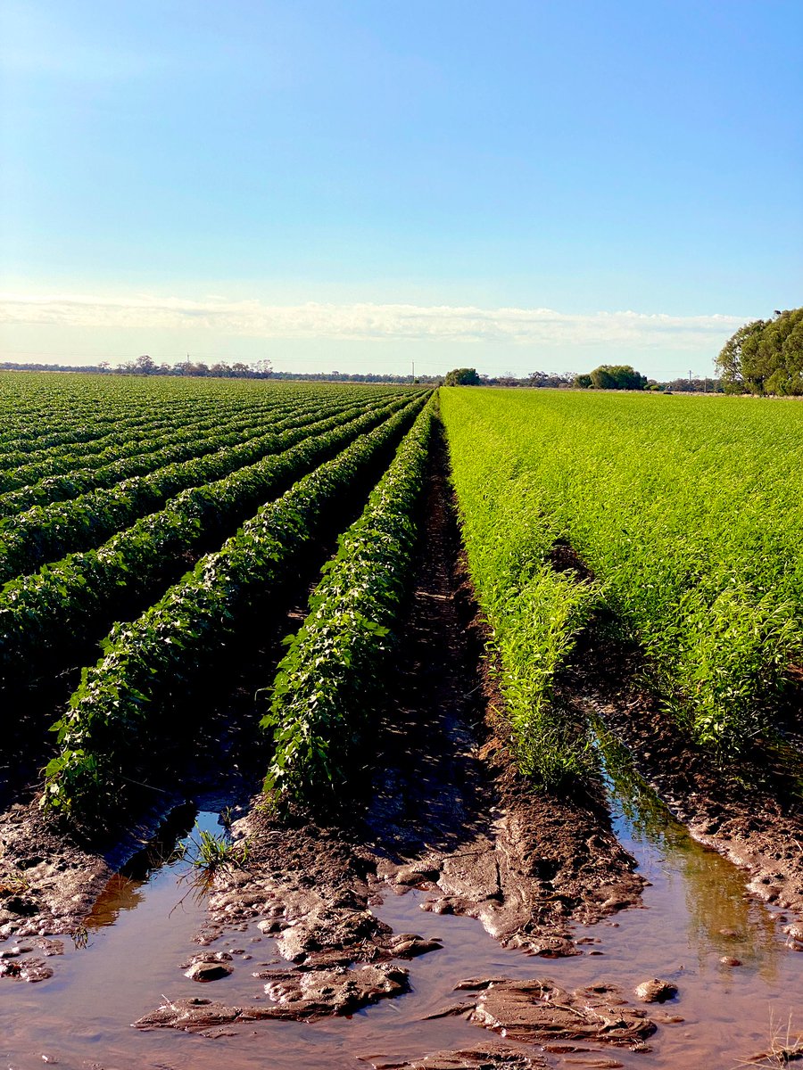 Hopeful this is the year I get a refuge audit #refugegroweroftheyear <a href="/Bayer/">Bayer AG</a>