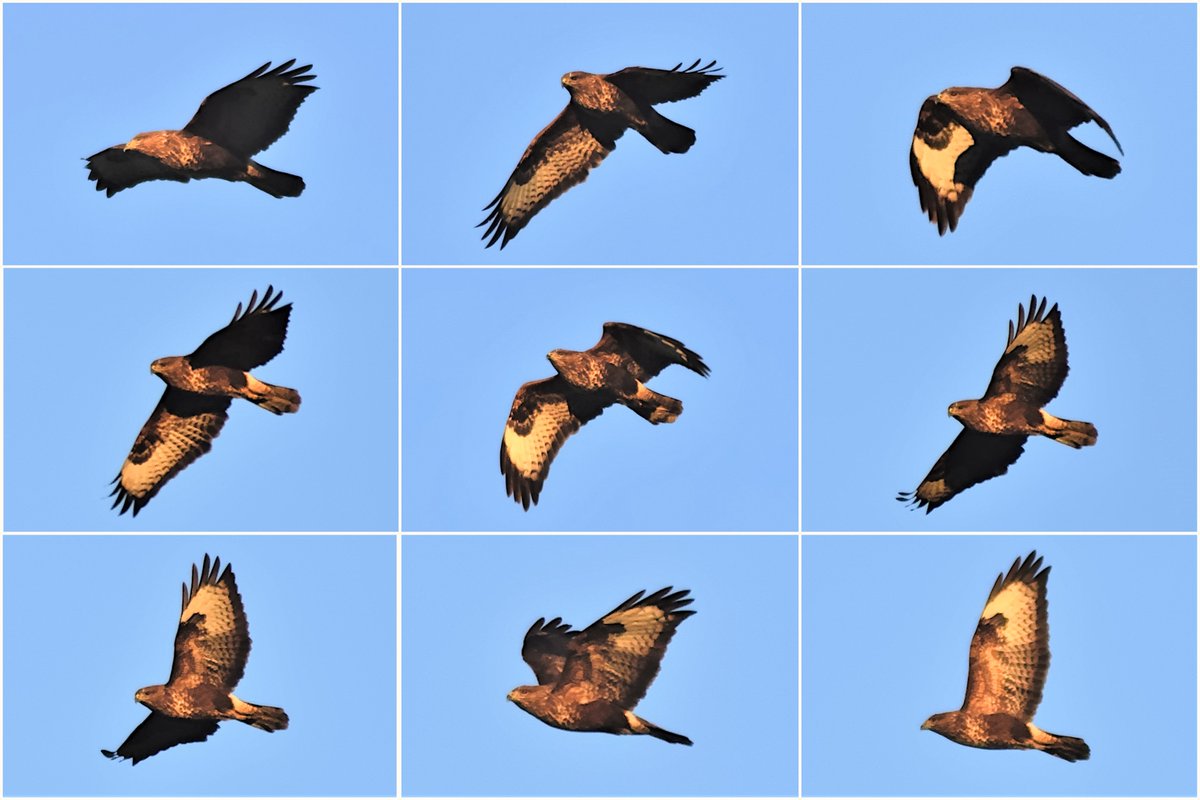 Fifty_and_Nifty's tweet photo. Buzzard in Flight....Delight Delight !
#buzzard #birdsofprey #birds #birdsofinstagram #birdart #birdphotography #bird #birdlovers #birds_captures #birdsinflight #birdcaptures #birdsofengland #birdphoto #birdplanet #nature #naturephotography #fiftyandnifty https://t.co/Hr2oreydVI