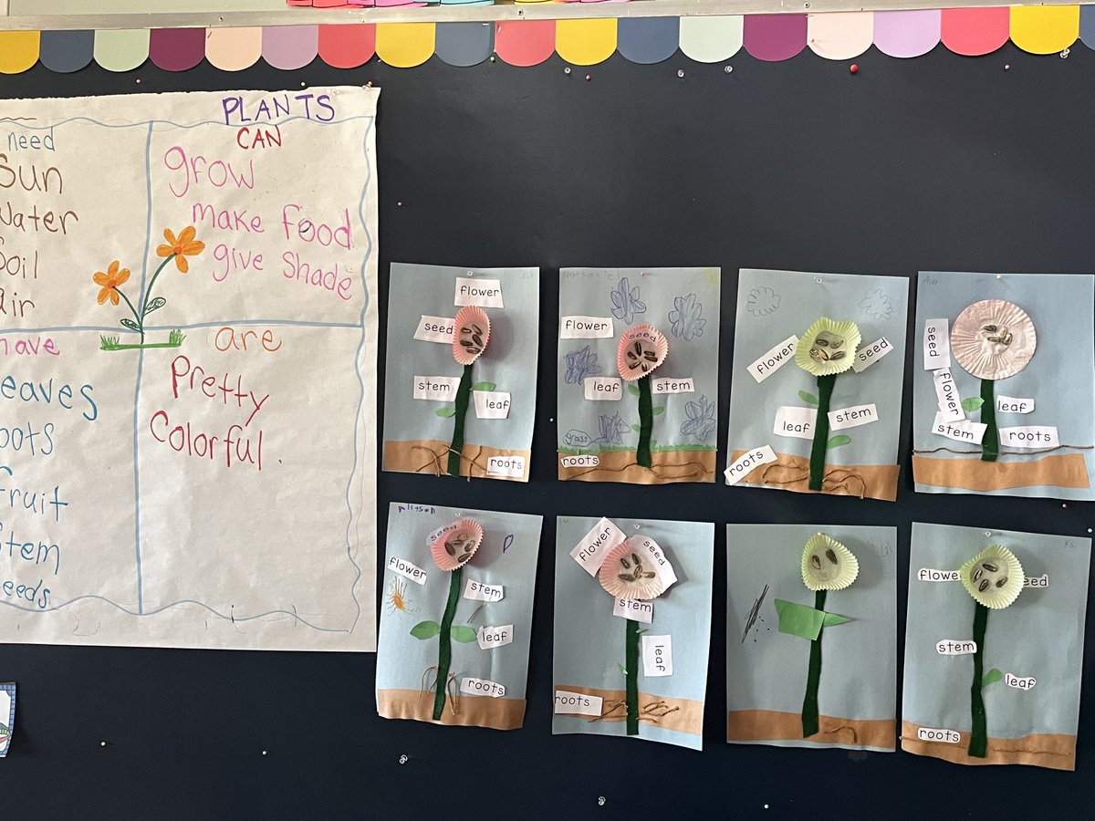 Kinder is planting seeds and making observations #Parktastic #ParkviewSTEM