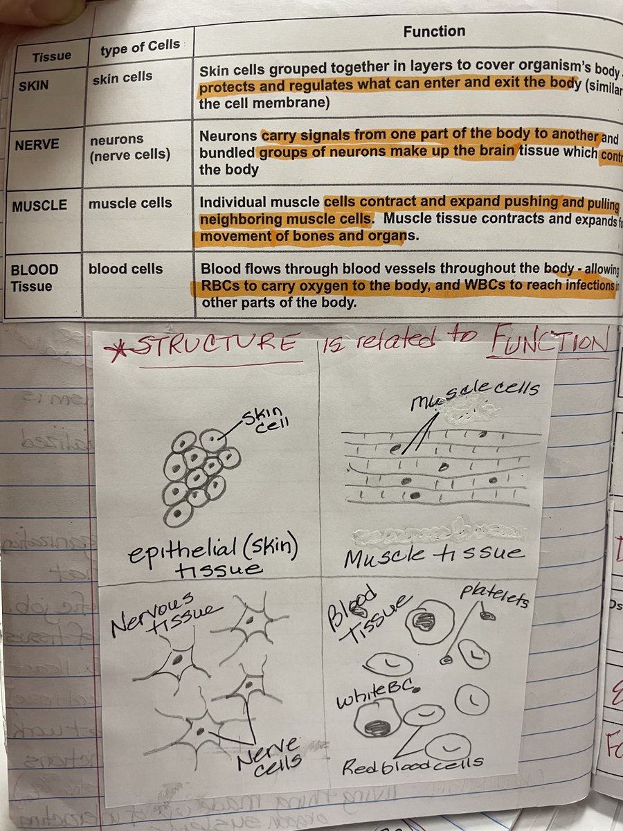 WVMiddleSchool's tweet photo. Ms. Waters’ students had the opportunity to use play-doh to model four different types of cells/tissues to show how the structure was related to the job these tissues perform in the body. https://t.co/2GmLYMv5W9
