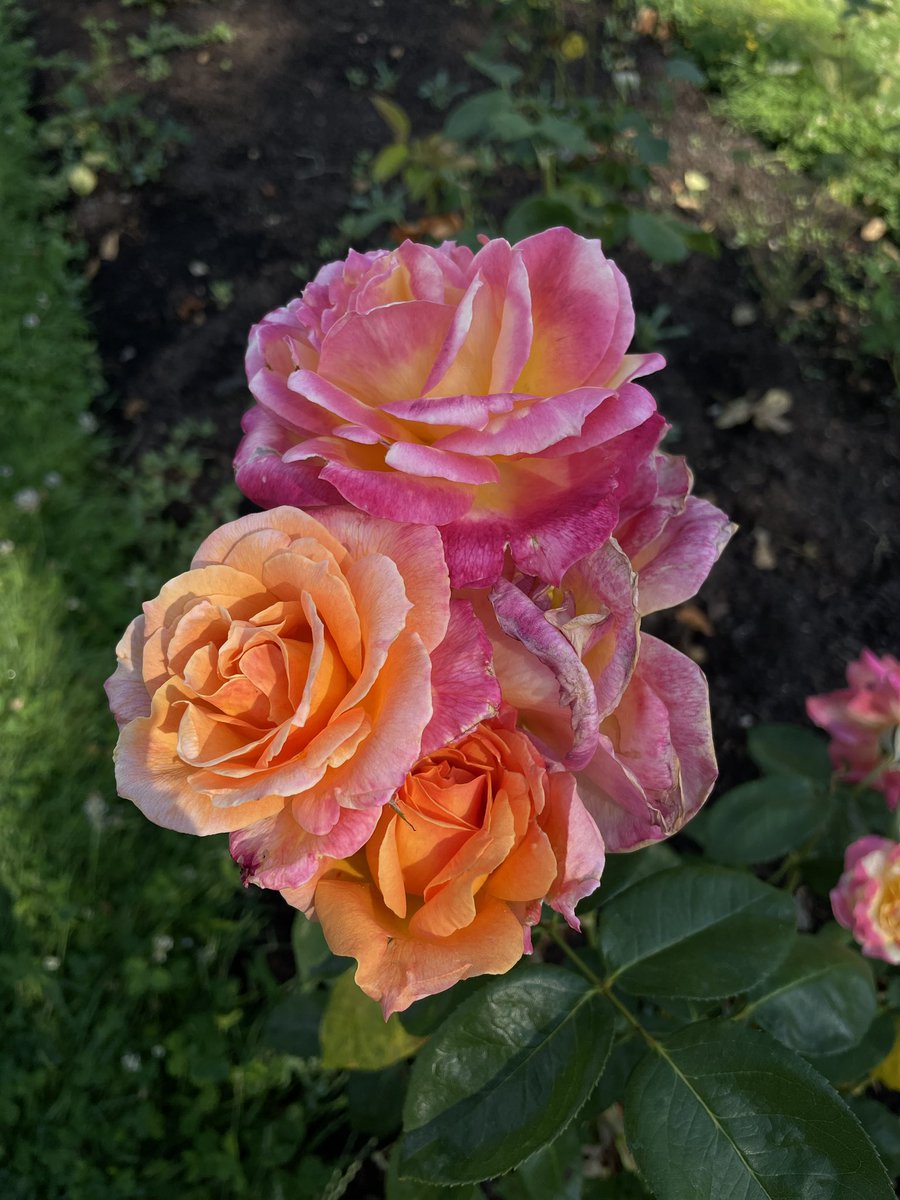 sdetroy's tweet photo. Next Rose art
I picked cluster of three I’m going to share the steps producing the piece. I’m going to choose a concept in Spanish. Past titles
Frivolity, joy, fluidity, always
Frivola, Alegria, Fluida, Siempre . Ideas ? #WIP #NFTCommunity #creatingnft #JoinIn #roses https://t.co/AZ9eiroGzA