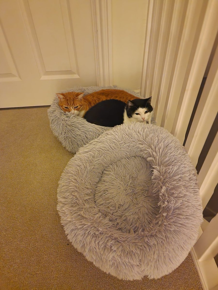 Lizzles100's tweet photo. That second bed was a good investment then... 😹😻 https://t.co/Gv3RS9P56g