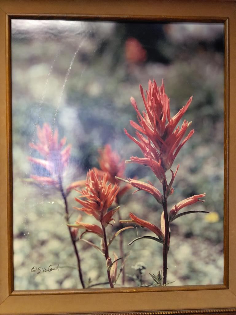 RonaldStringe13's tweet photo. Indian paint brush https://t.co/UvsFMJ7IRE
