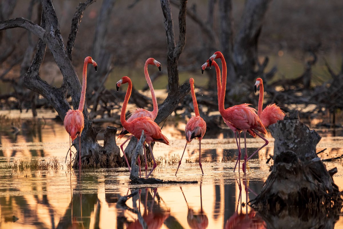 Un lugar de Yucatán que sorprende es Río Lagartos, un pueblo de pescadores que es una joya de la biodiversidad.

Esta reserva natural donde agua dulce y salada se abrazan es hogar de flamencos 🦩, cocodrilos 🐊 y multitud de fauna.

#VisitYucatán #YucatánEsColor #MondoBirratour