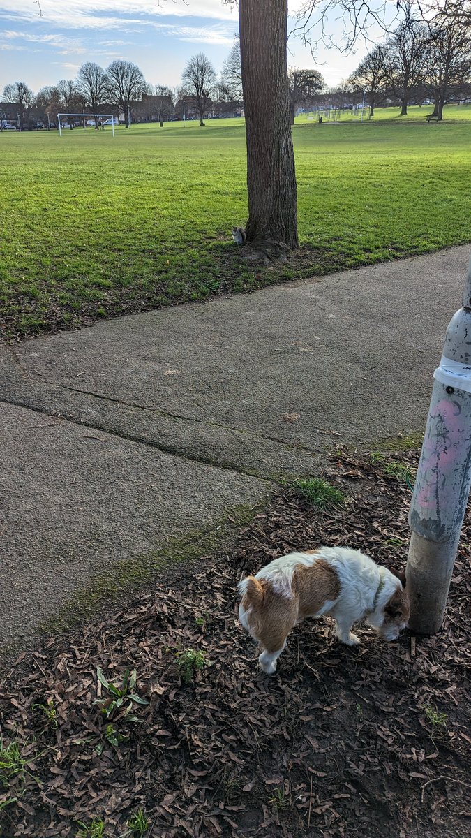 TheMiloDog's tweet photo. Human was glad #ThatTed was on the lead chums. I never noticed nuffink! Wuff! #squizzel #ZoomIn #StandOff https://t.co/5mI2JhkFOH