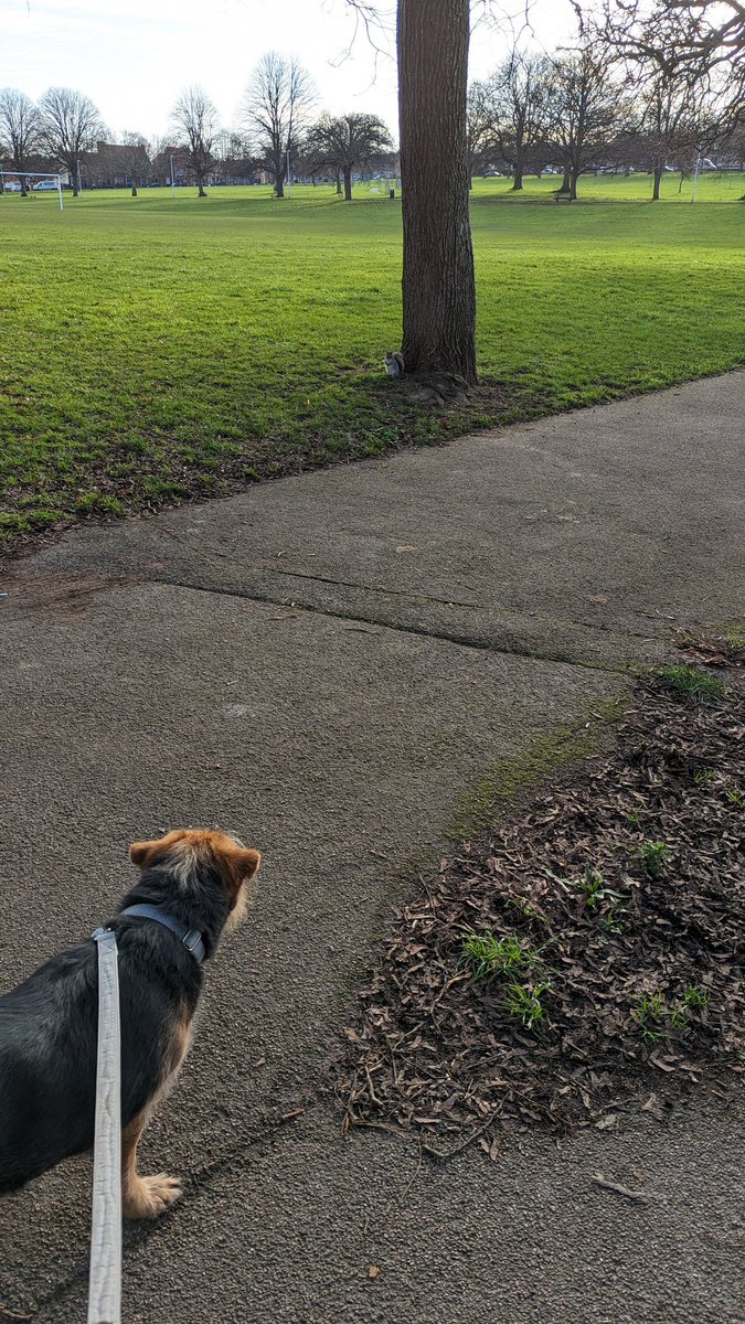 TheMiloDog's tweet photo. Human was glad #ThatTed was on the lead chums. I never noticed nuffink! Wuff! #squizzel #ZoomIn #StandOff https://t.co/5mI2JhkFOH
