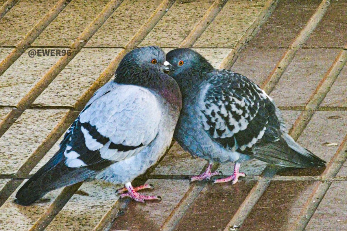 ewer96's tweet photo. Que bonic es l'amor en els animals 😍❤

#amor #apreci #photography #animals #fotografia https://t.co/e16kNUIt0V