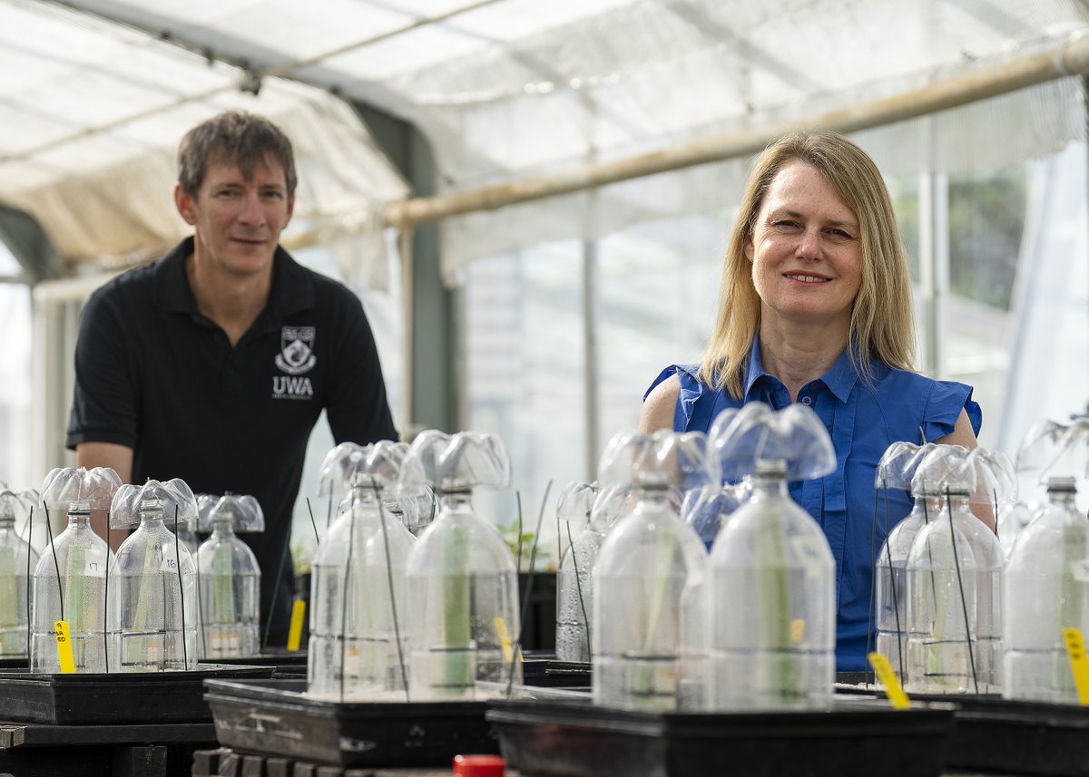 Study finds increased risk of nitrogen losses when applying sulphate of ammonia to dry, limed soils. Read more ▶️ bit.ly/3XGQ4Nh 

<a href="/drloubee/">Louise Barton</a> <a href="/UWAresearch/">UWA Research</a> <a href="/MurdochUni/">Murdoch University</a> <a href="/SoilsWest/">SoilsWest</a>