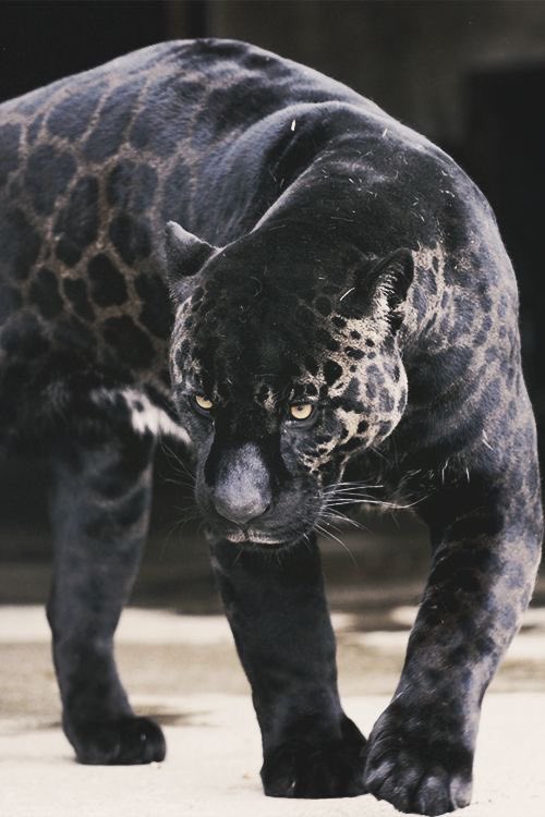 faunaofworld's tweet photo. https://t.co/BuNQwF8EWp
