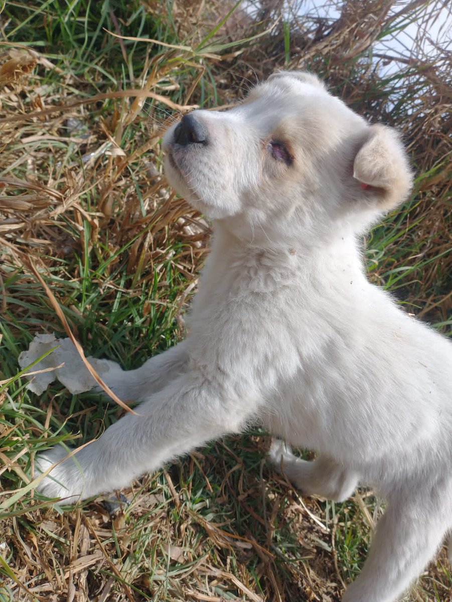 josemariaferez's tweet photo. Estamos intentando esterilizar perritas en un Municipio de Edomex.
Una perrita que esterilizaremos tuvo dos cachorros, uno nació sin ojos pero no le impide querer tener una vida llena de alegría, es un encanto.
¿Me ayudan a buscarle casa?
Lo llevo a donde sea que encuentre hogar https://t.co/qrA95KKqEw