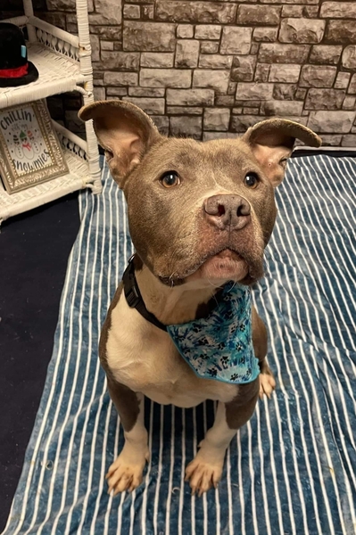 AdoptMeAppDemo's tweet photo. is that a treat? Adopt me! https://t.co/5BJVcHohlR Demodog #Bandit_DEMOCA_01 https://t.co/KOafwZvYZk