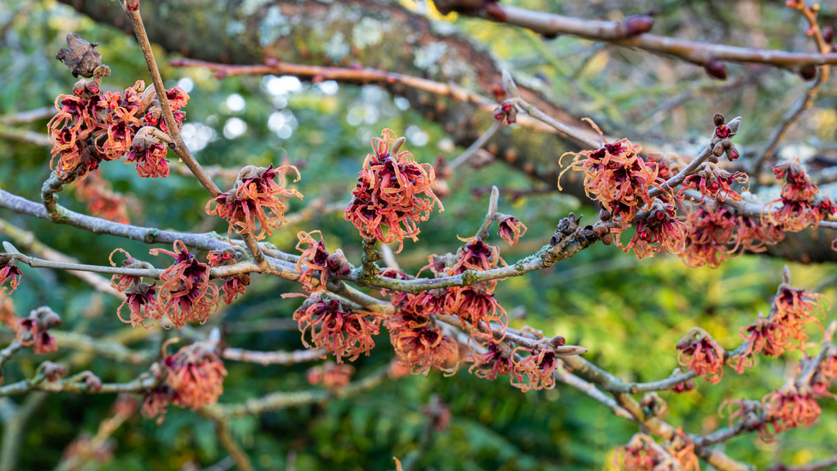 barnsdalegarden's tweet photo. Back this year with Nick's pick from the gardens and it's a cracker: Hamamelis x intermedia 'Jelena'.
It's a very welcome splash of colour &amp; citrusy scent in a semi-shaded deep border of the First Time Garden

Nick's review and growing tips: https://t.co/mamVfXSETg https://t.co/x9EesWExuM
