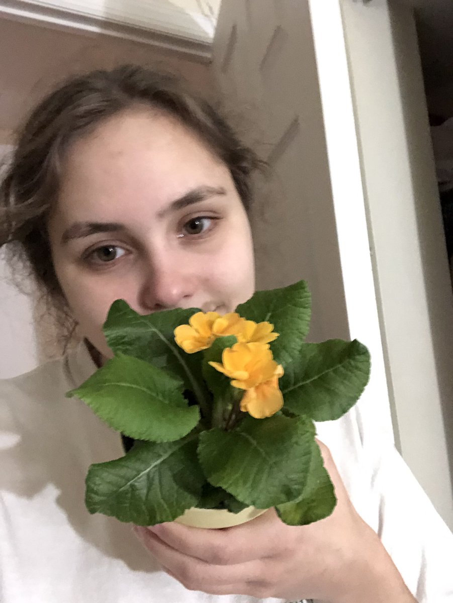 jvg5961's tweet photo. This is Primrose plant. It’s latin name is Primula acaulis. A fun fact about the primrose plant is that it symbolizes early love. #drfoxcall #plant200week1 https://t.co/hDwimD0kPR